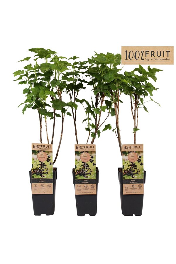Ribes Jostabeere P15