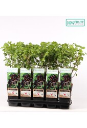 Ribes Jostabeere P15