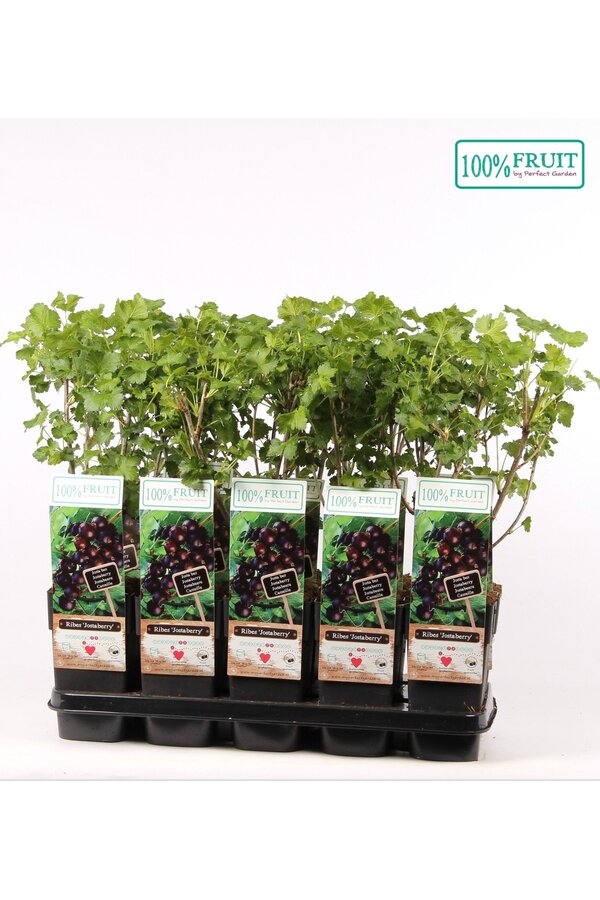 Ribes Jostabeere P15