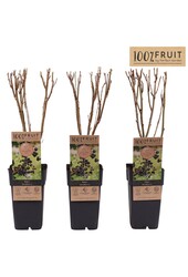 Ribes Jostabeere P15