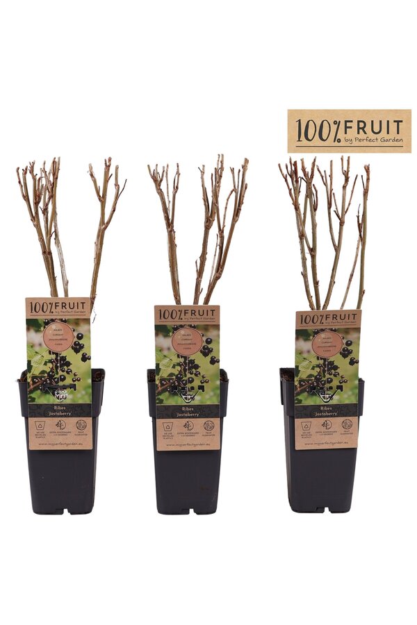 Ribes Jostabeere P15