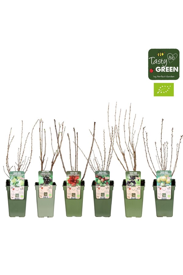 Ribes Mix Tray Bio P19