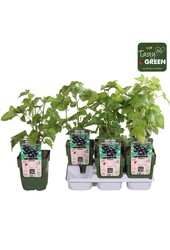 Ribes nigrum Titania Bio P13