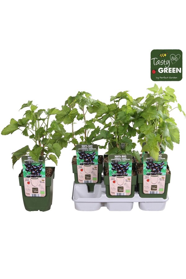 Ribes nigrum Titania Bio P13