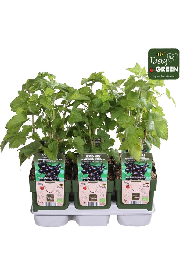Ribes nigrum Titania Bio P13