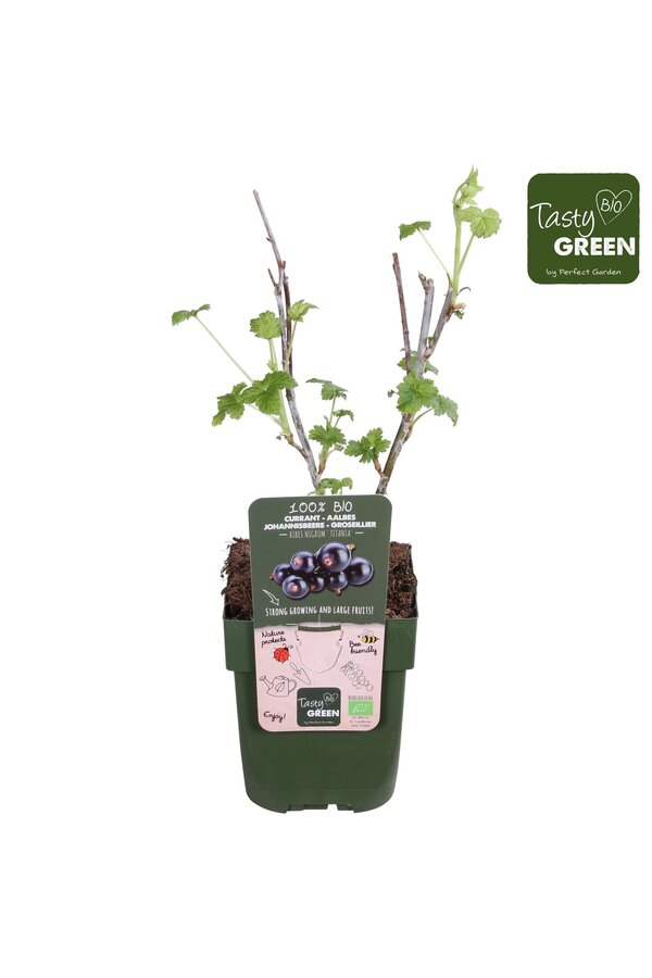 Ribes nigrum Titania Bio P13