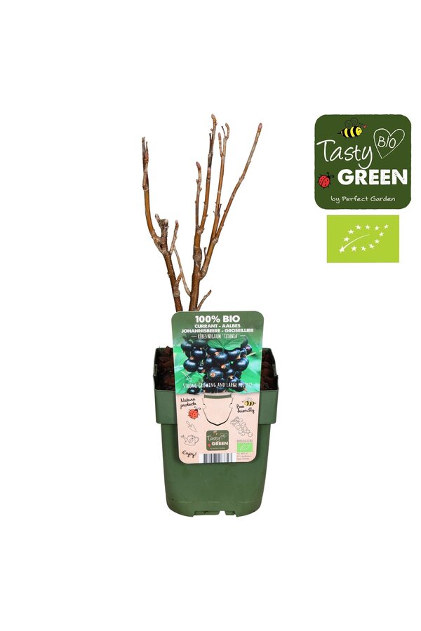 Ribes nigrum Titania Bio P13