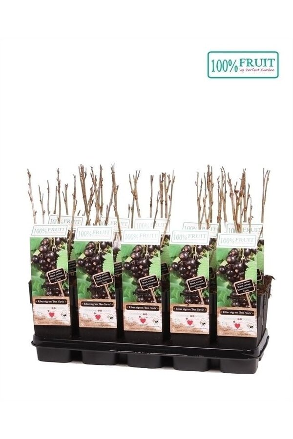 Ribes nigrum Ben Nevis P15