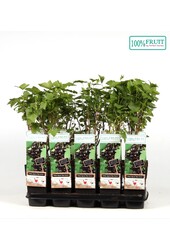 Ribes nigrum Ben Nevis P15