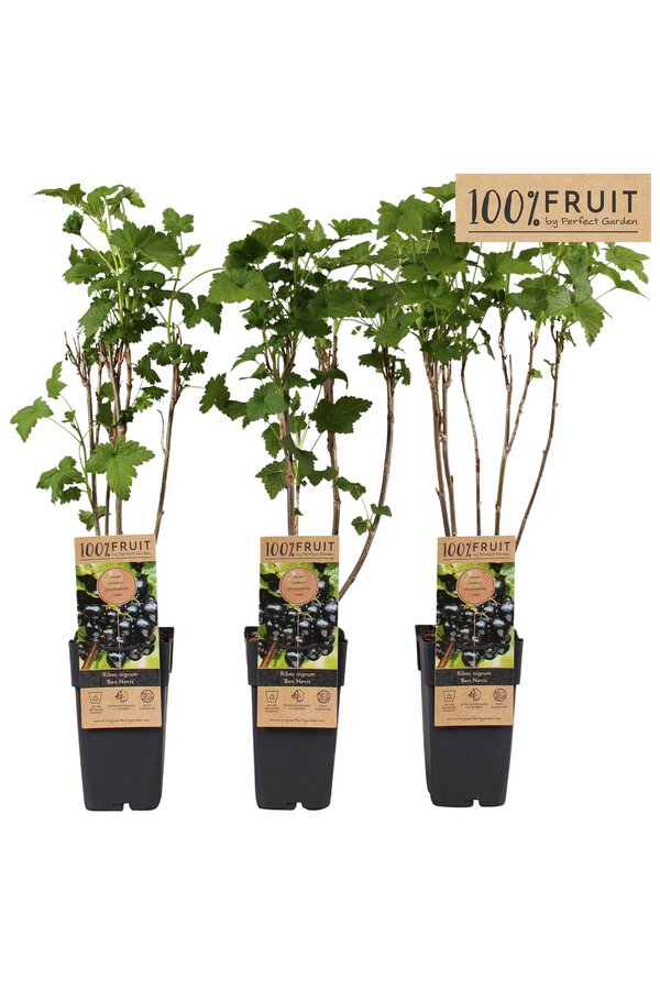 Ribes nigrum Ben Nevis P15