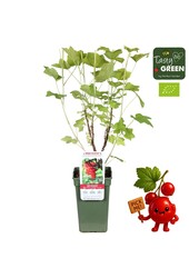 Ribes rubrum Jonkheer van Tets Bio P19 - Berrylicious