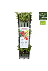 Ribes rubrum Jonkheer van Tets Bio P19 - Berrylicious