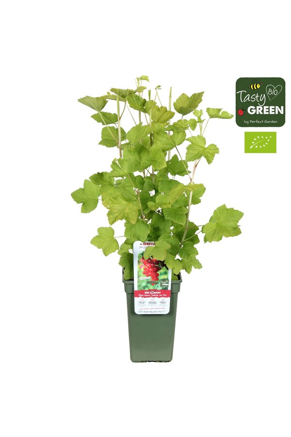 Ribes rubrum Jonkheer van Tets Bio P19 - Berrylicious
