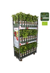 Ribes rubrum Jonkheer van Tets Bio P19 - Berrylicious