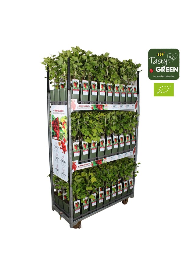 Ribes rubrum Jonkheer van Tets Bio P19 - Berrylicious