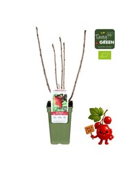 Ribes rubrum Jonkheer van Tets Bio P19 - Berrylicious