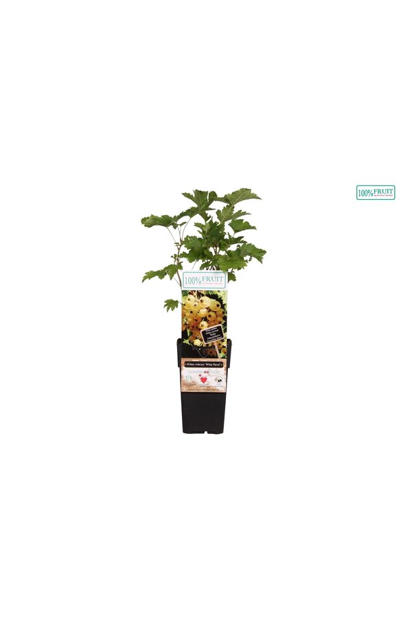 Ribes rubrum Weiße Perle P15