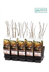 Ribes rubrum Weiße Perle P15