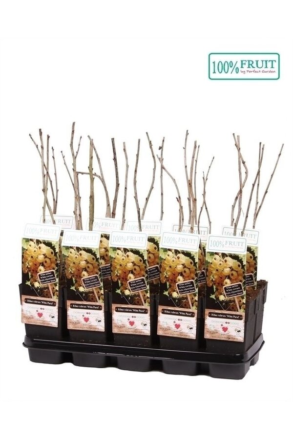 Ribes rubrum Weiße Perle P15