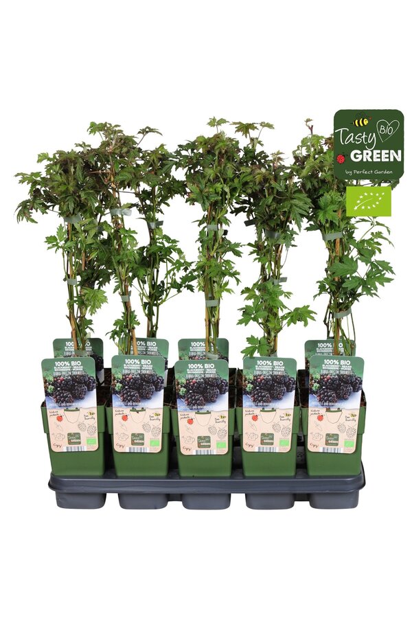Rubus fruticosus Thornless Evergreen Bio P15