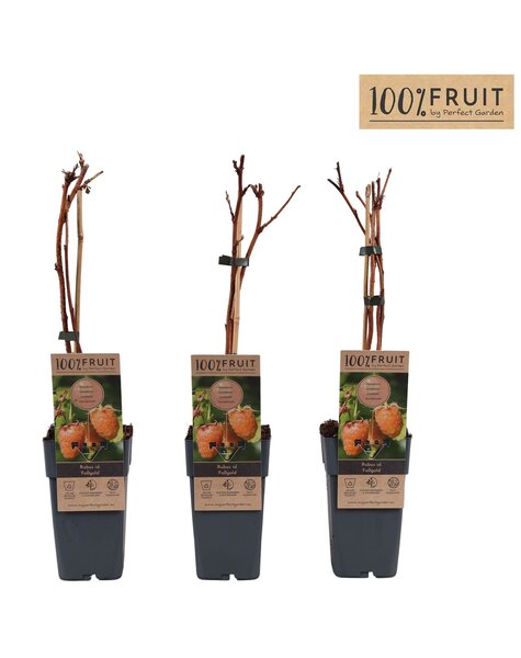 Rubus idaeus Fallgold P15