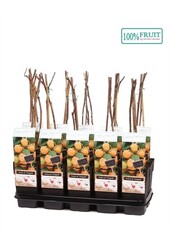 Rubus idaeus Fallgold P15