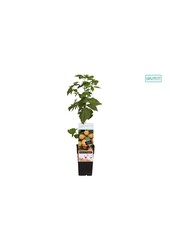 Rubus idaeus Fallgold P15