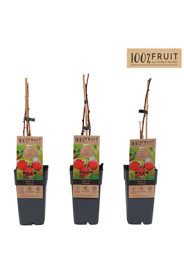 Rubus idaeus Heritage P15