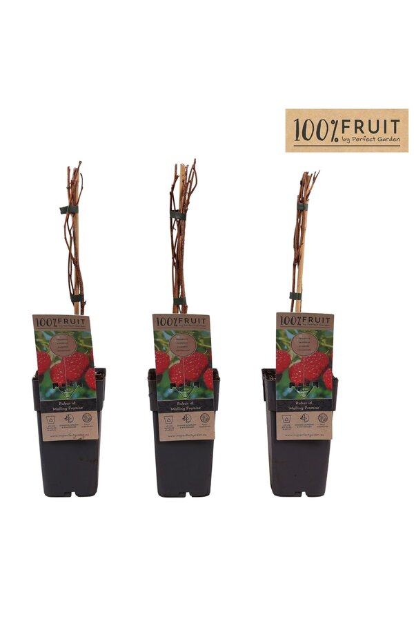 Rubus idaeus Malling Promise P15