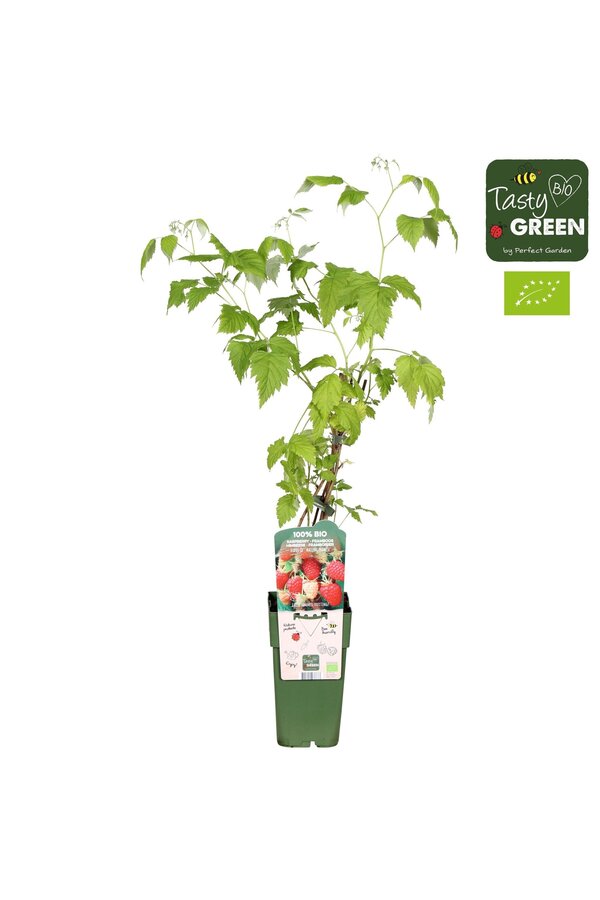 Rubus idaeus Malling Promise Bio P15