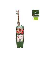 Rubus idaeus Malling Promise Bio P15