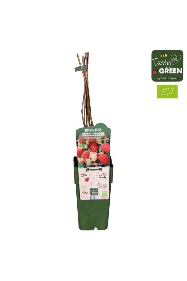 Rubus idaeus Malling Promise Bio P15