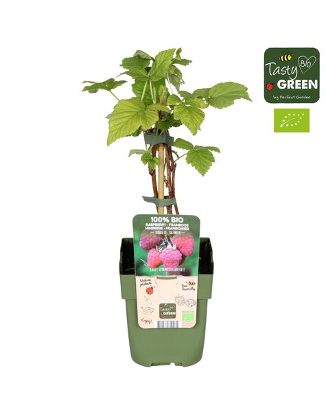 Rubus idaeus Tulameen Bio P13