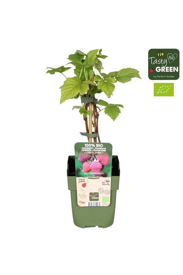 Rubus idaeus Tulameen Bio P13