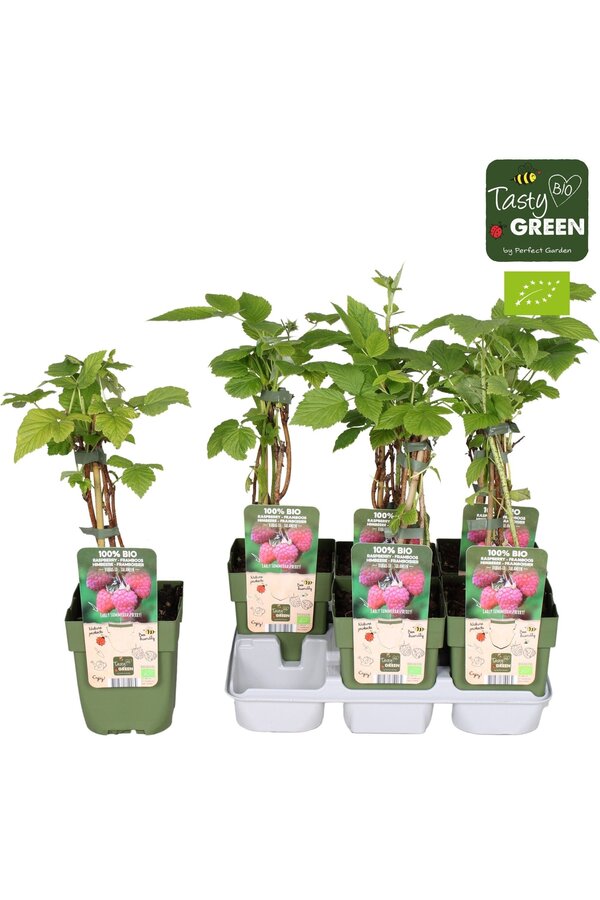 Rubus idaeus Tulameen Bio P13