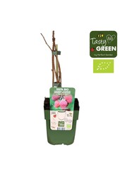 Rubus idaeus Tulameen Bio P13