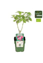 Rubus idaeus Tulameen Bio P13