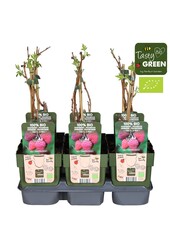 Rubus idaeus Tulameen Bio P13
