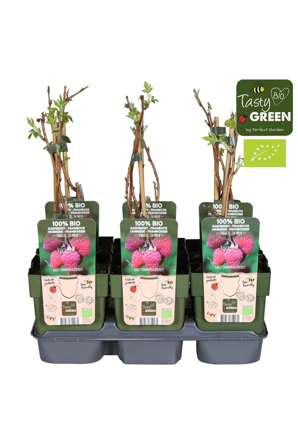 Rubus idaeus Tulameen Bio P13