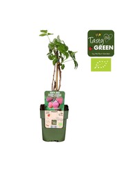 Rubus idaeus Tulameen Bio P13