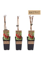 Rubus idaeus Zefa Herbsternte P15