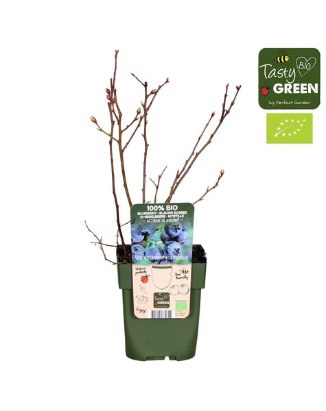 Vaccinium corymbosum Blue Roma® Bio P13