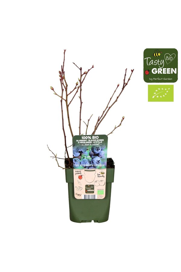Vaccinium corymbosum Blue Roma® Bio P13