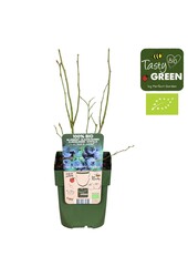 Vaccinium corymbosum Blue Roma® Bio P13