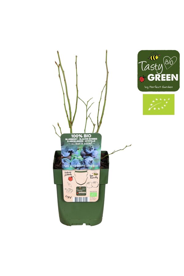 Vaccinium corymbosum Blue Roma® Bio P13