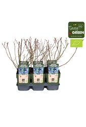 Vaccinium corymbosum Blue Roma® Bio P13