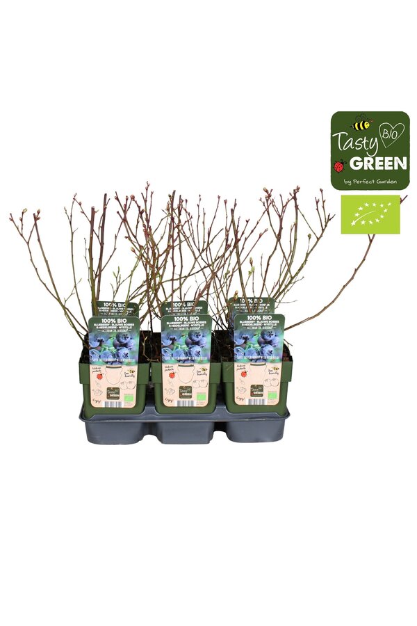 Vaccinium corymbosum Blue Roma® Bio P13