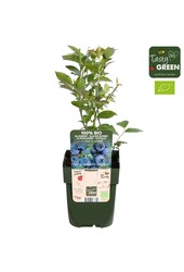 Vaccinium corymbosum Blue Roma® Bio P13