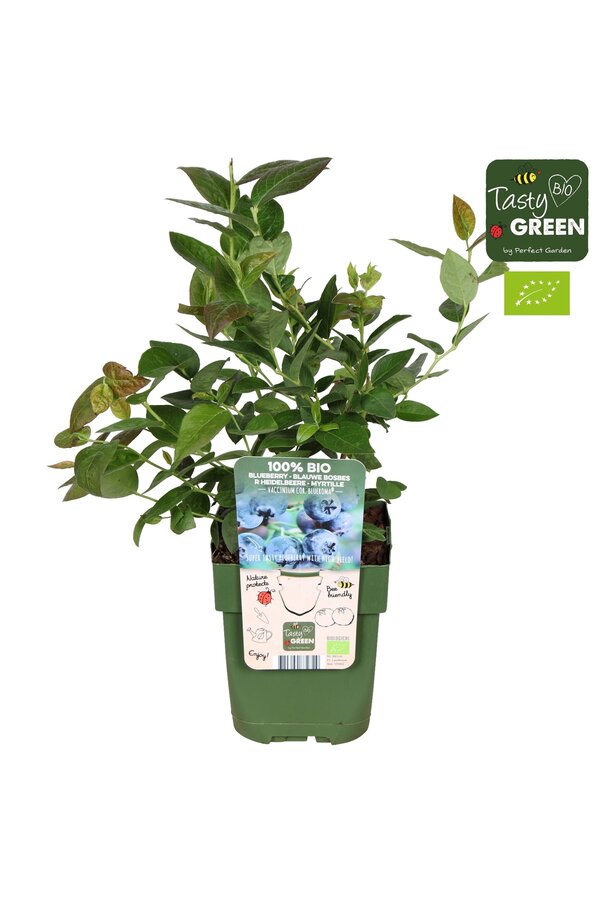 Vaccinium corymbosum Blue Roma® Bio P13