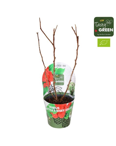 Rubus Low.® Little Sweet Sister® Bio P14